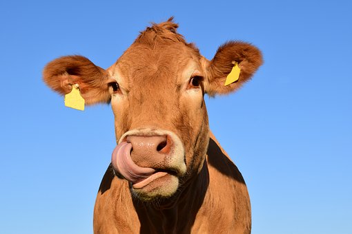 Comice Agricole de Cancon 27ème Foire aux Vaches Grasses Place du Foirail Cancon 2026-07-27