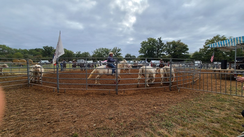 Concours de tri de bétail Chaillac
