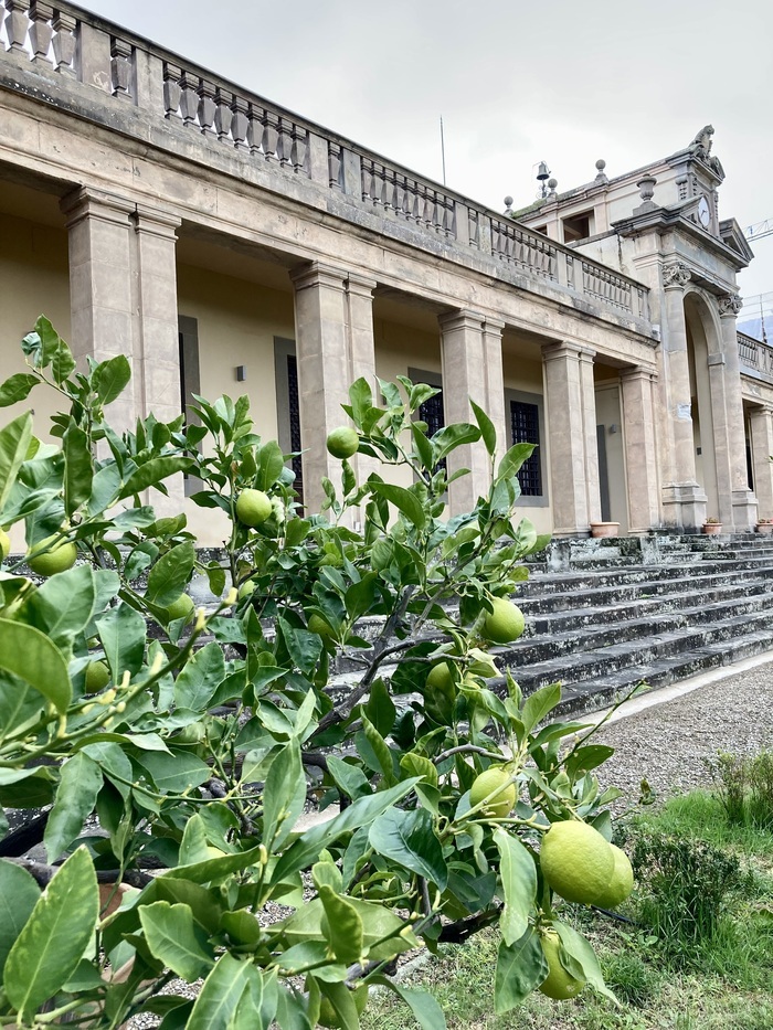 Cours théorique pratique de culture d’agrumes en pots Villa Caruso Bellosguardo Lastra a Signa Lastra a Signa