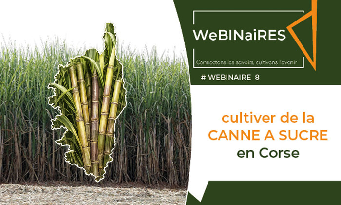 Cultiver la canne à sucre en Corse
