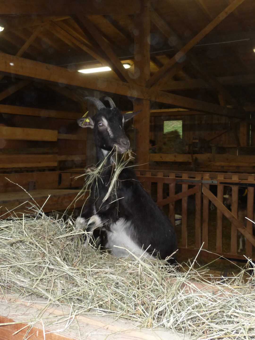 De la ferme au fromage Pôle culturel des Combes Scey-sur-Saône-et-Saint-Albin