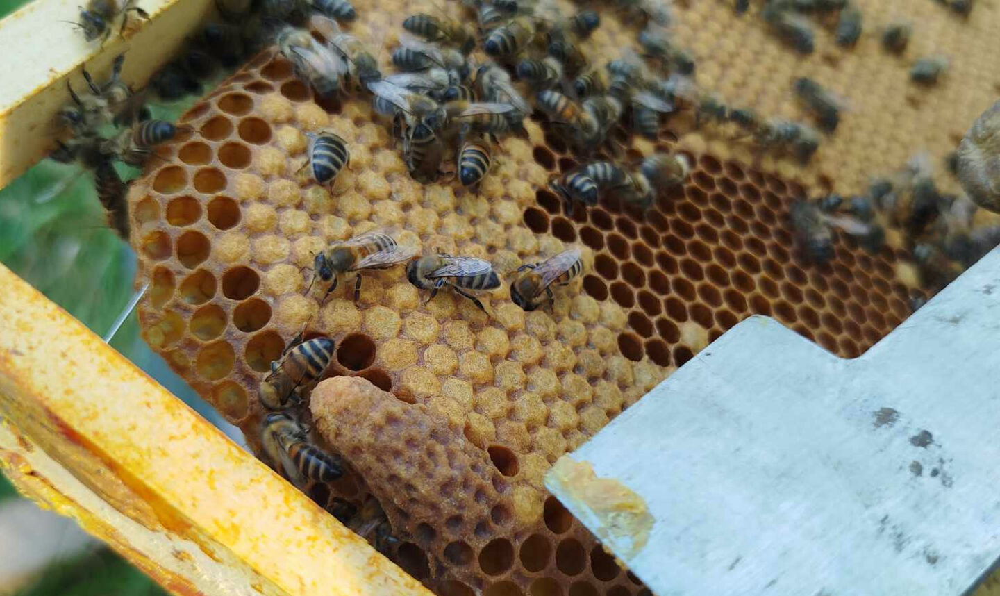 Découverte de l’apiculture et du miel des Landes de Gascogne Conservatoire des Landes de Gascogne Sanguinet