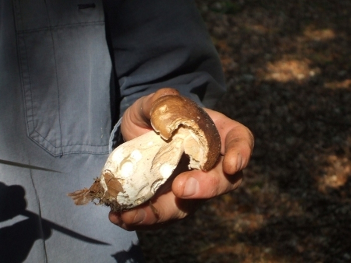 Découverte des champignons en forêt de Cerisy Maison de la forêt Montfiquet
