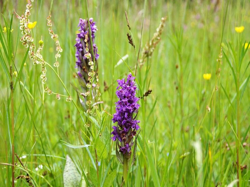 Découverte des orchidées  Boussay 2026-05-25