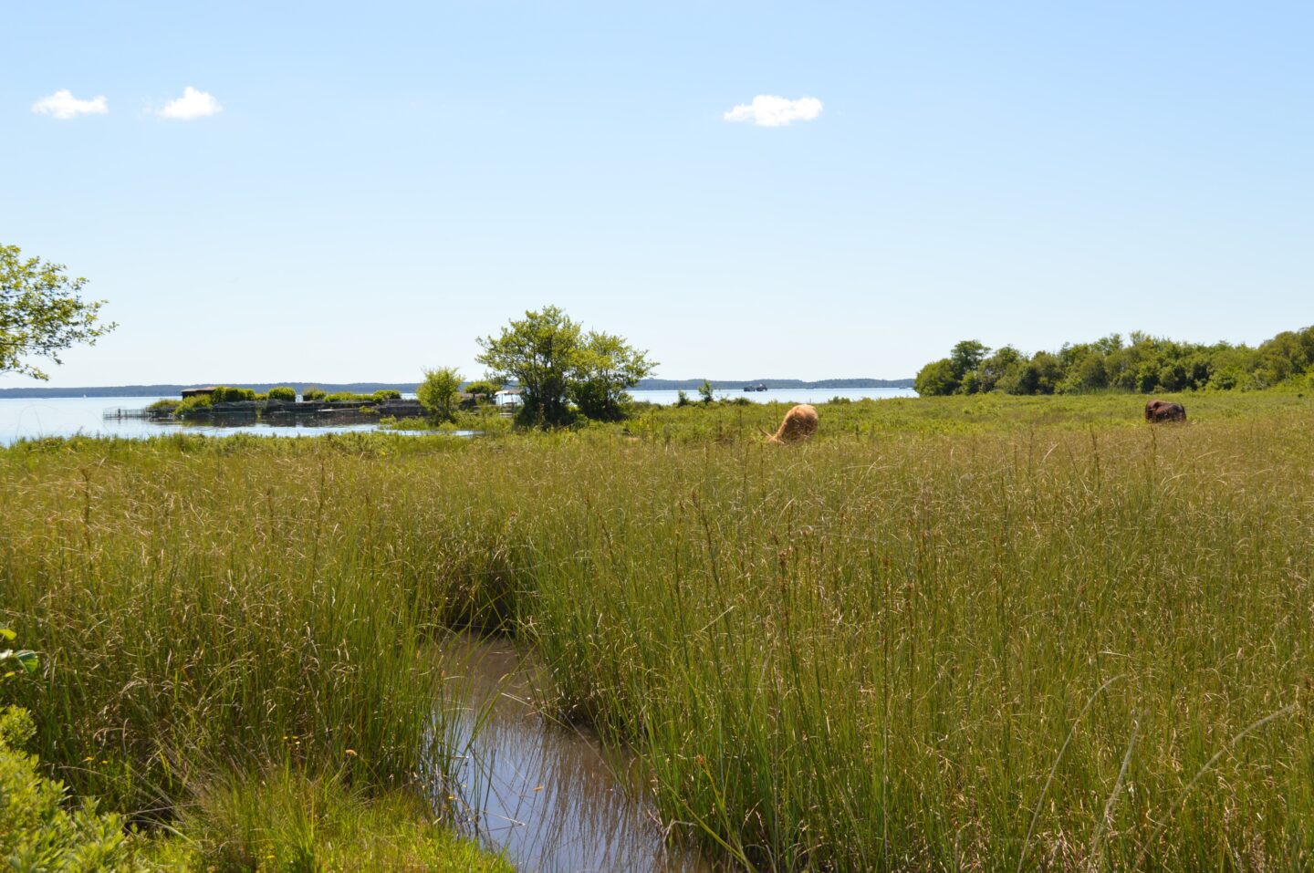 Découverte des prairies au bord du lac de Parentis Avenue du Maréchal Foch Parentis-en-Born 2026-07-16