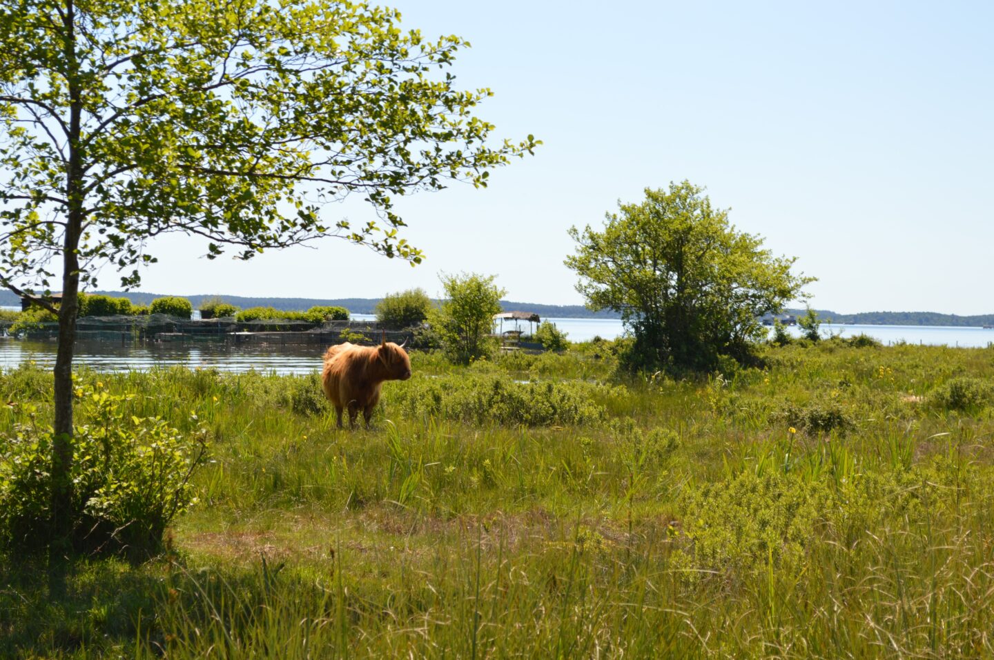 Découverte des prairies au bord du lac de Sanguinet Chemin de l'Estey Sanguinet 2026-07-15