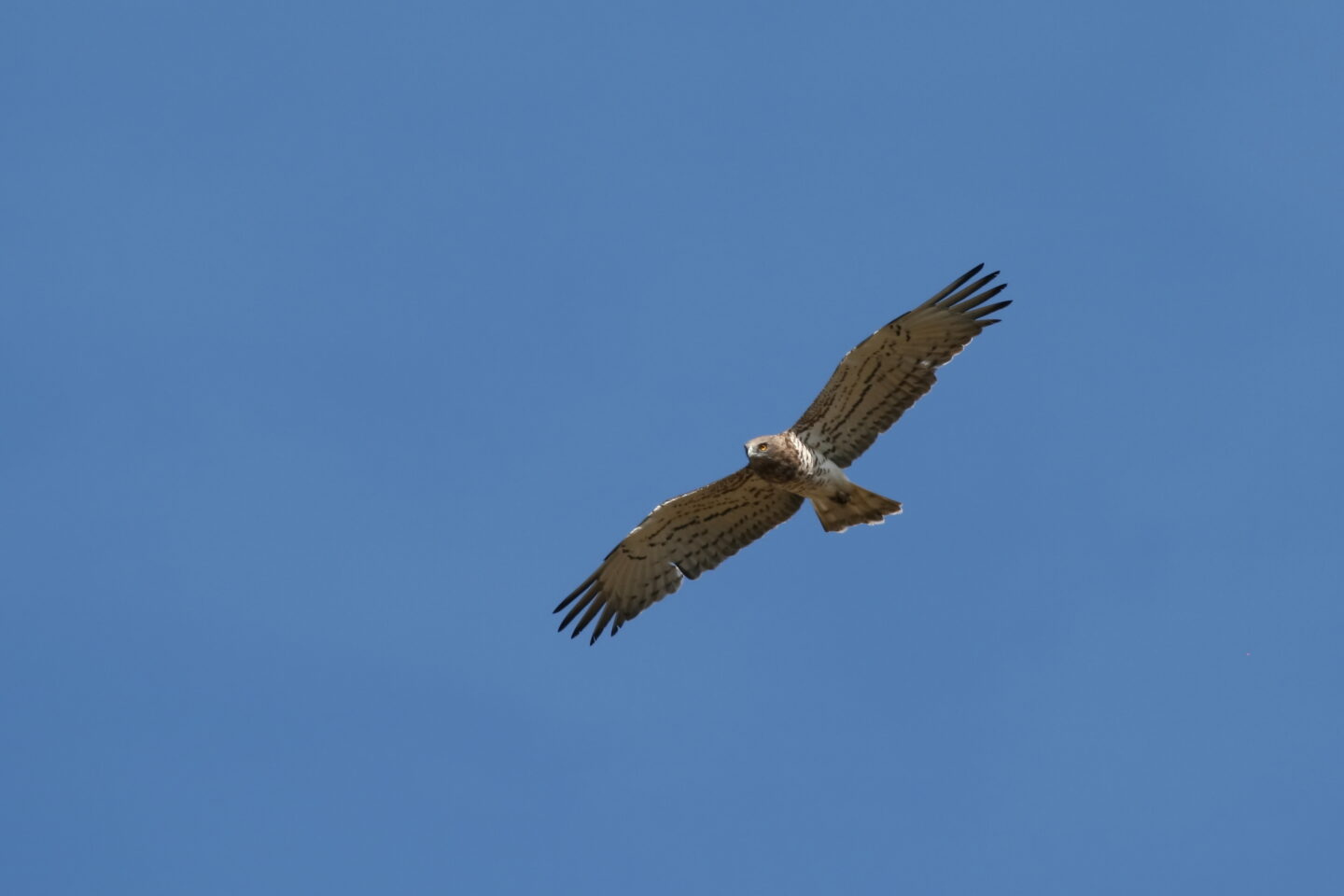Découverte des rapaces des gorges de la Dordogne 19 Lieu-dit Clémensac Sérandon 2026-07-07
