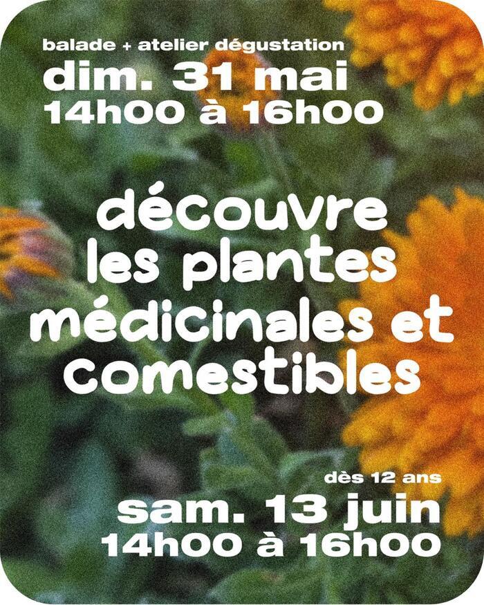 Découvre les plantes médicinales et comestibles Maison Marbeuf Rennes