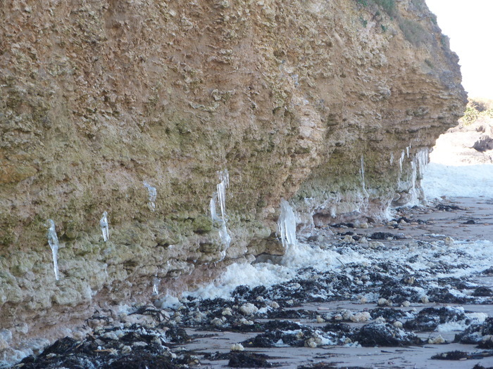 Du fossile à l’actuel au Cap Romain, Maison des curiosités naturelles, Saint-Aubin-sur-Mer