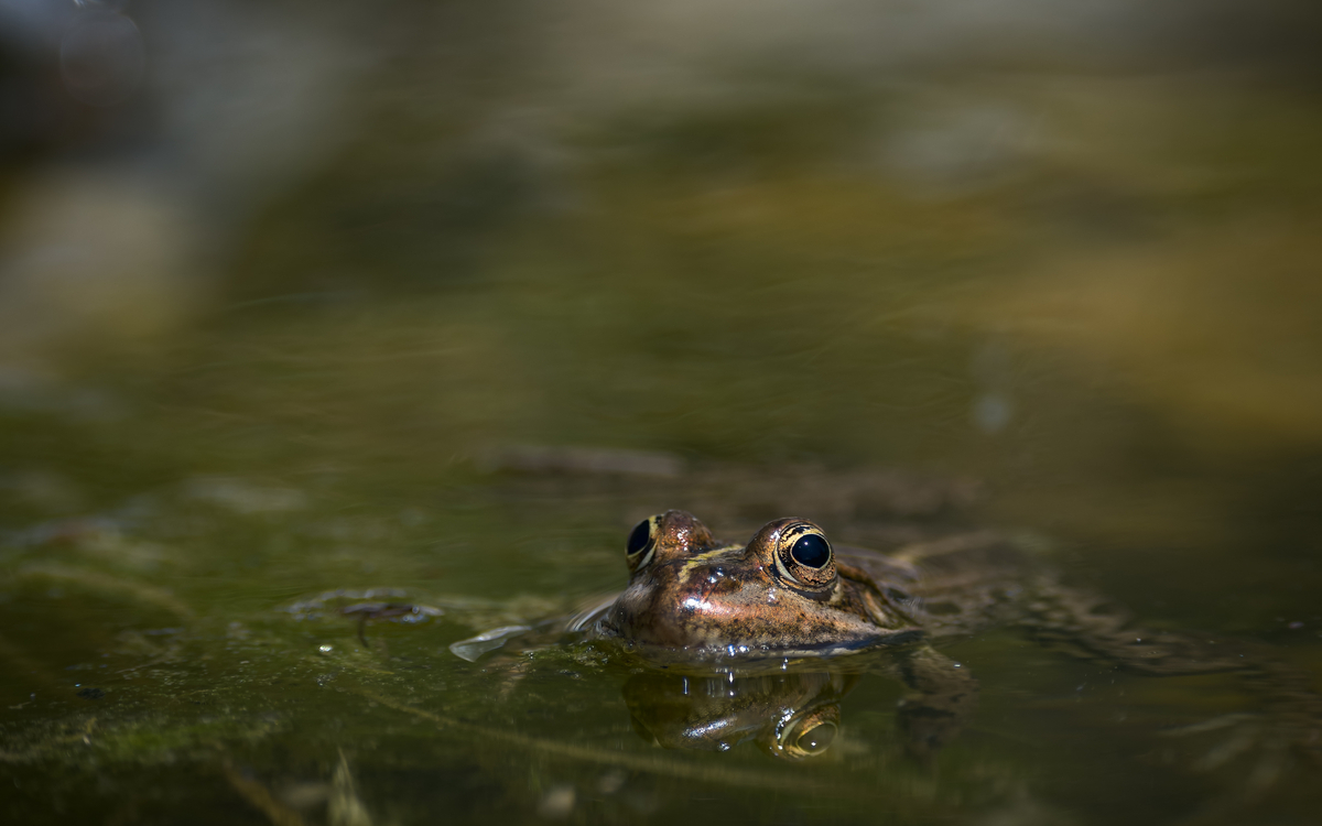 Ecologie des amphibiens au Jardin Sauvage Saint-Vincent Maison Paris Nature Paris