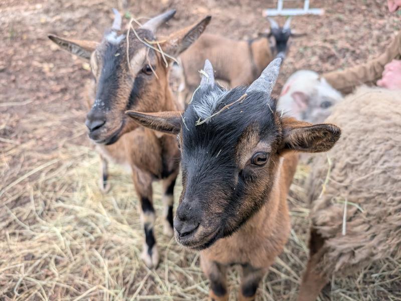 Enquête à la Mimi ferme Rollainville Neufchâteau