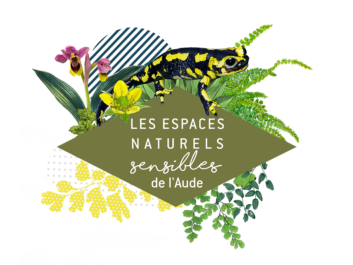 ENS DISCRÈTES SAUTERELLES NOCTURNES  Leuc 2026-09-04