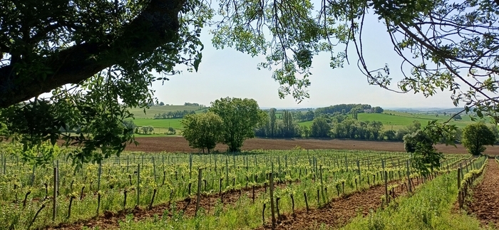 Envie d’une escapade entre nature et terroir ? Partez pour un circuit découverte œnotouristique à travers les vignes au départ de Lincarque., CHATEAU LACROUX, Lincarque