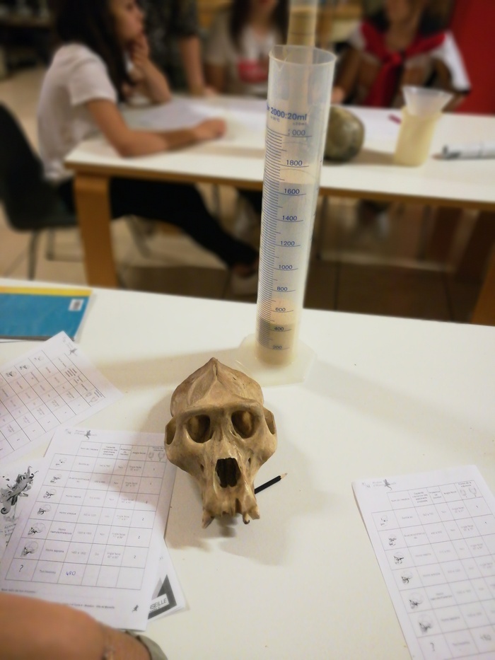 Espèces d’Homininés ! Initiation à la paléoanthropologie Muséum d'histoire naturelle Marseille Marseille