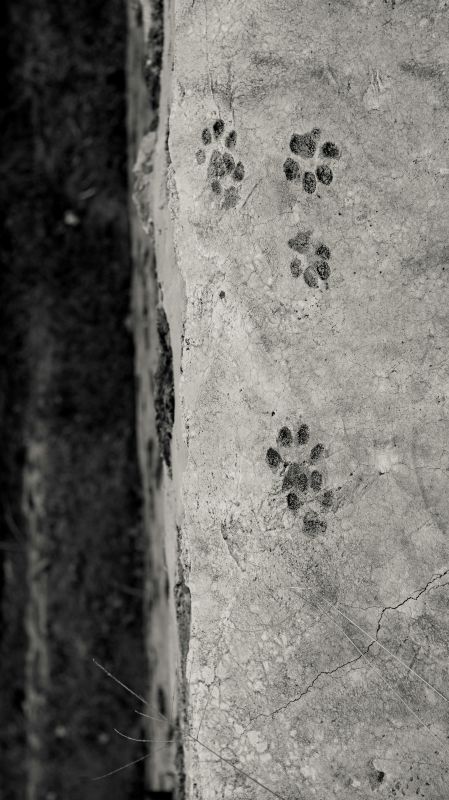 Été actif Initiation au pistage animalier Château de Campagne Campagne 2026-08-04