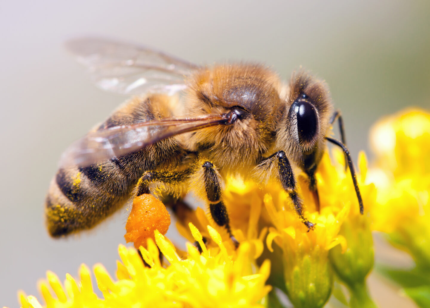 Eté actif Zoom sur les pollinisateurs Ferme du Parcot Échourgnac