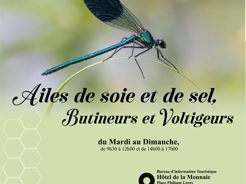 Exposition Ailes de soie et de sel, butineurs et voltigeurs place Philippe Leroy Vic-sur-Seille