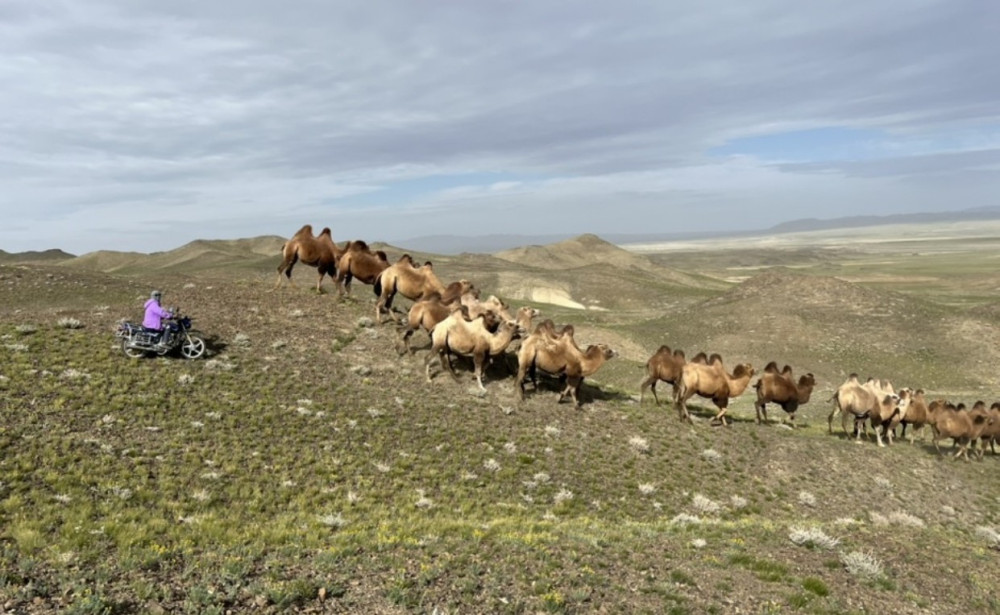 EXPOSITION DIVERSITÉS PASTORALES DE CHARLOTTE MARCHINA TAKH Les Chevaux de Przewalski Hures-la-Parade