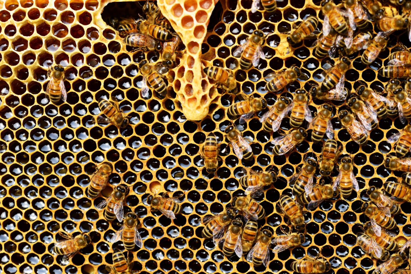 EXPOSITION LE MIEL ET L&rsquo;APICULTURE EN CÉVENNES  Saint-Germain-de-Calberte