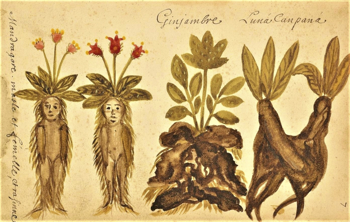 Femmes, Plantes & Savoirs au temps d’Hildegarde, Institut Sainte-Garde, Saint-Didier