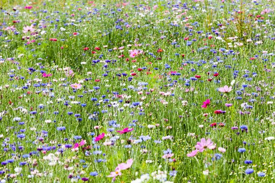 FÊTE DE LA NATURE BALADE HERBORISTE Bretx