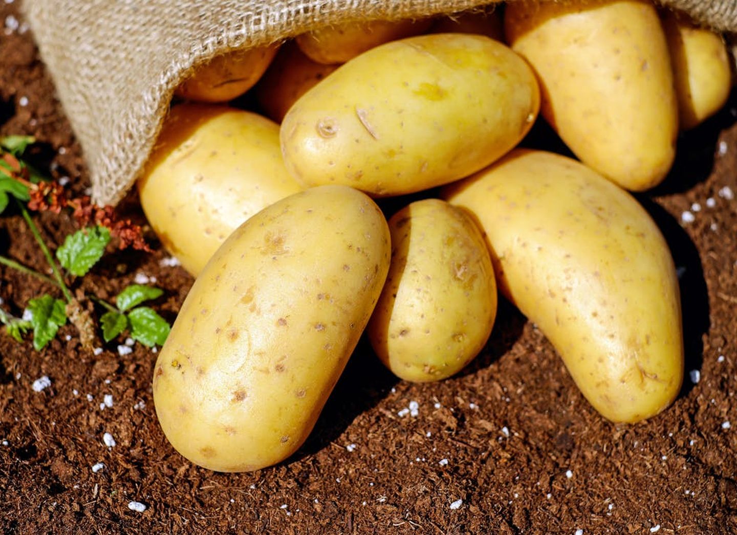 Fête de la patate Cueillette de l'Aragnon Montardon 2026-09-05