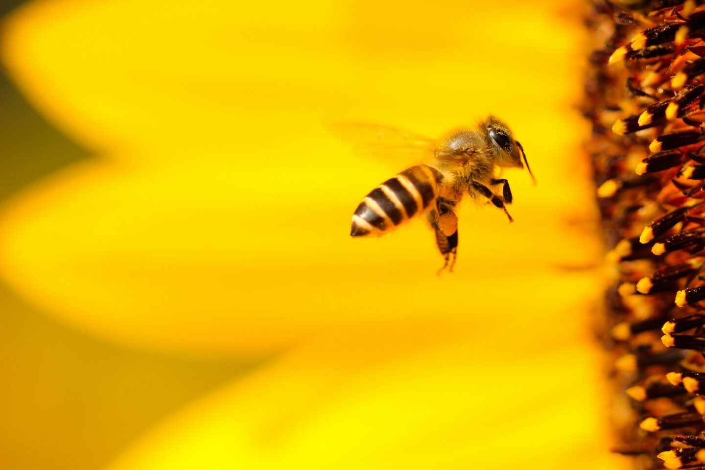 Fête de l’abeille Apifolies Alvignac