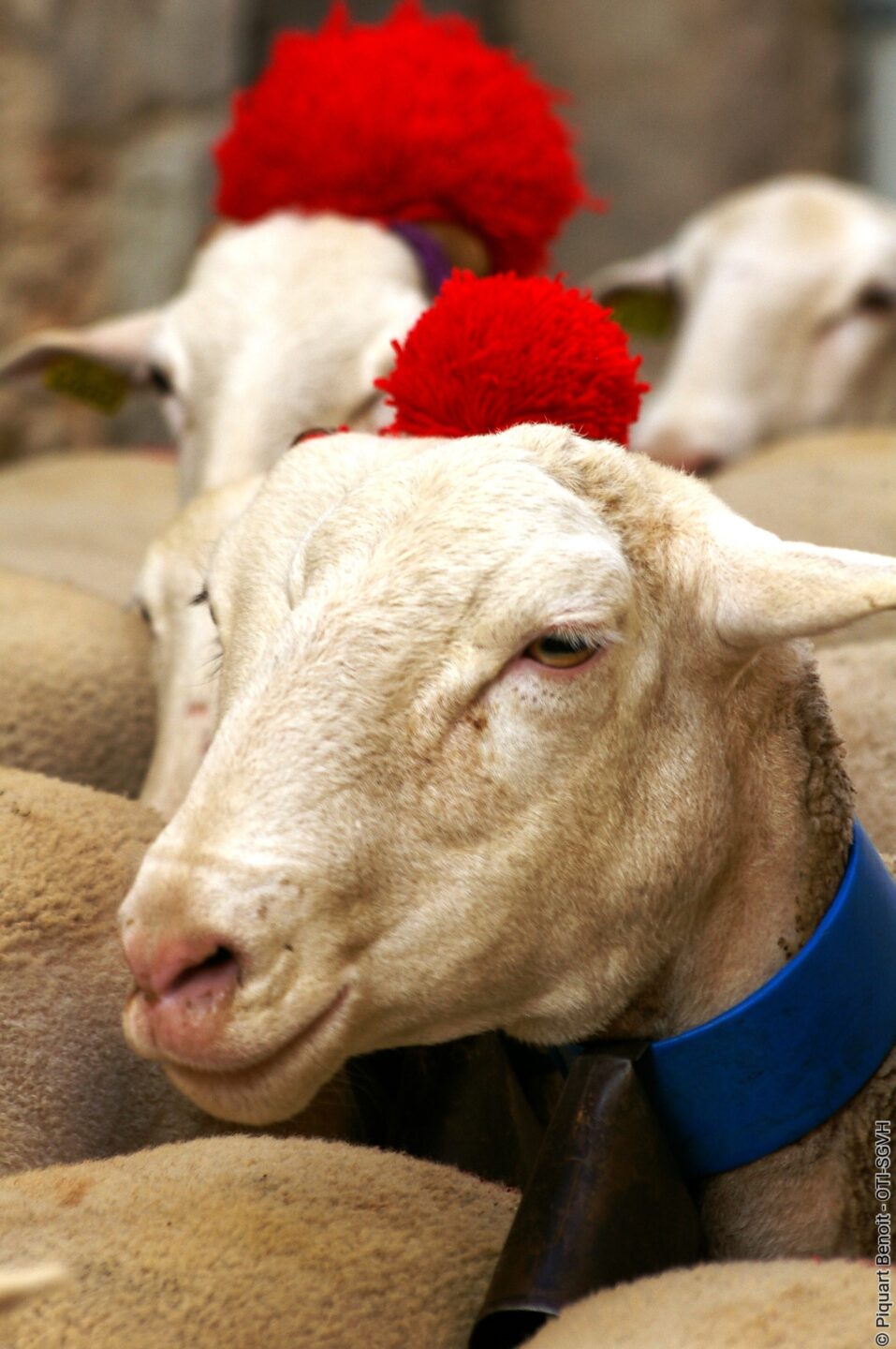 FÊTE DU PASTORALISME AUX LAVAGNES  Saint-Guilhem-le-Désert