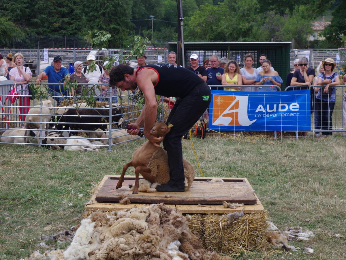 FOIRE AUX BESTIAUX DE MISSÈGRE  Missègre 2026-08-29