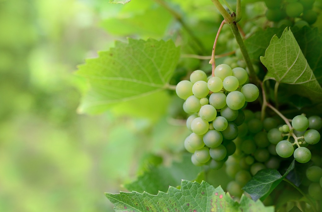 Foire aux vins de Sigoulès Le bourg Sigoulès-et-Flaugeac 2026-07-18
