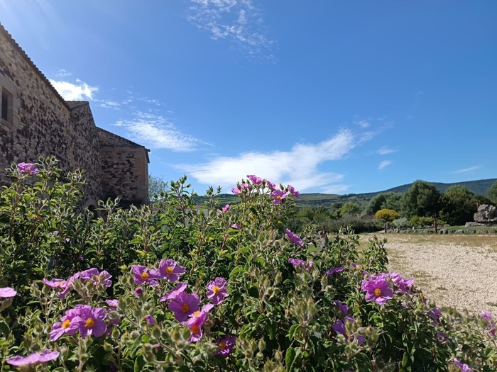 Harmonies dans le jardin : atelier d’Ikebana Giardino Botanico del Monte Arci Masullas