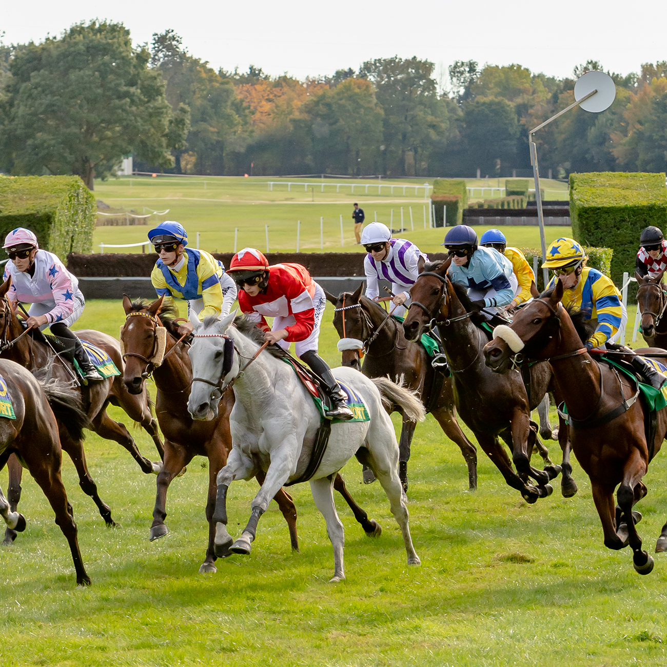 Hippisme Réunion de galop à Niort Niort