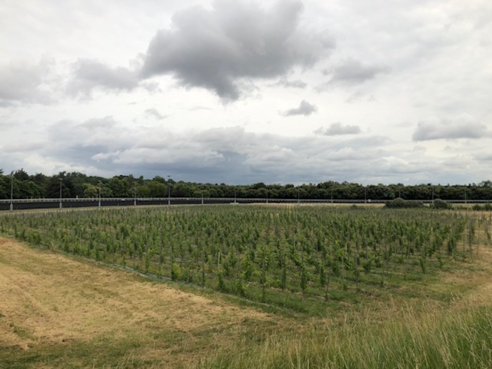 Initiez-vous à la viticulture au Domaine de Paris Gravelle, rond-point de Mortemart, route de la pyramide, 75012 Paris, Paris