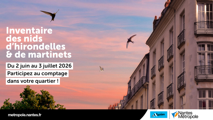 Inventaire des nids d’hirondelles & de martinets Nantes