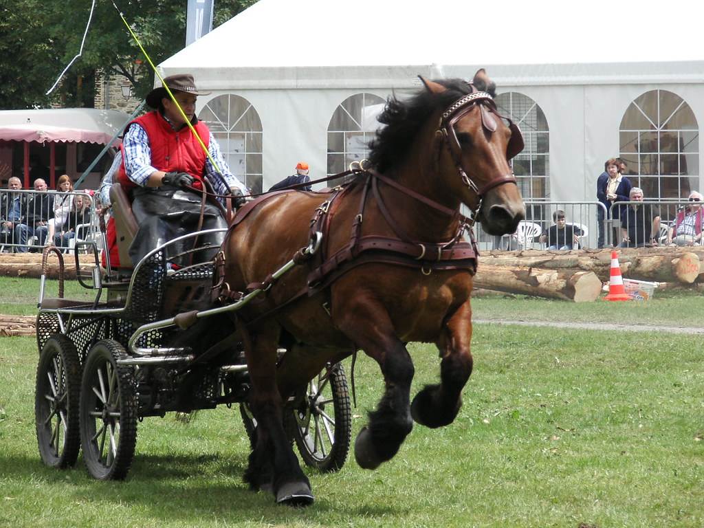 Journée du cheval Place de Launet Hargnies 2026-07-05