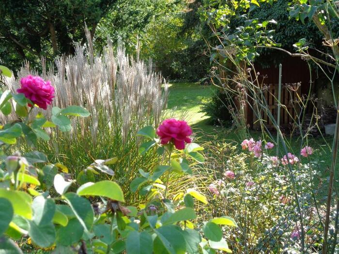 La croissance sauvage est souhaitée – en raison de l’utilité et de l’importance des coins « sauvages » du jardin., Privatgarten „Am Sonnenberg » Büsingen, Büsingen am Hochrhein