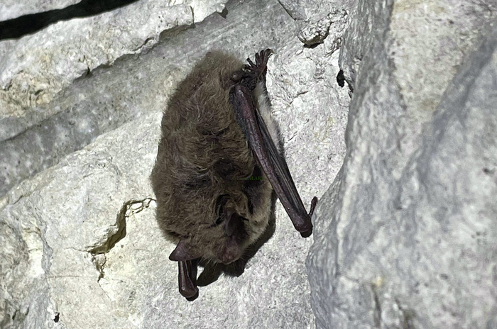 La danse des chauves-souris, Zone de stationnement de la réserve naturelle (49.066219, 1.664970), Moisson