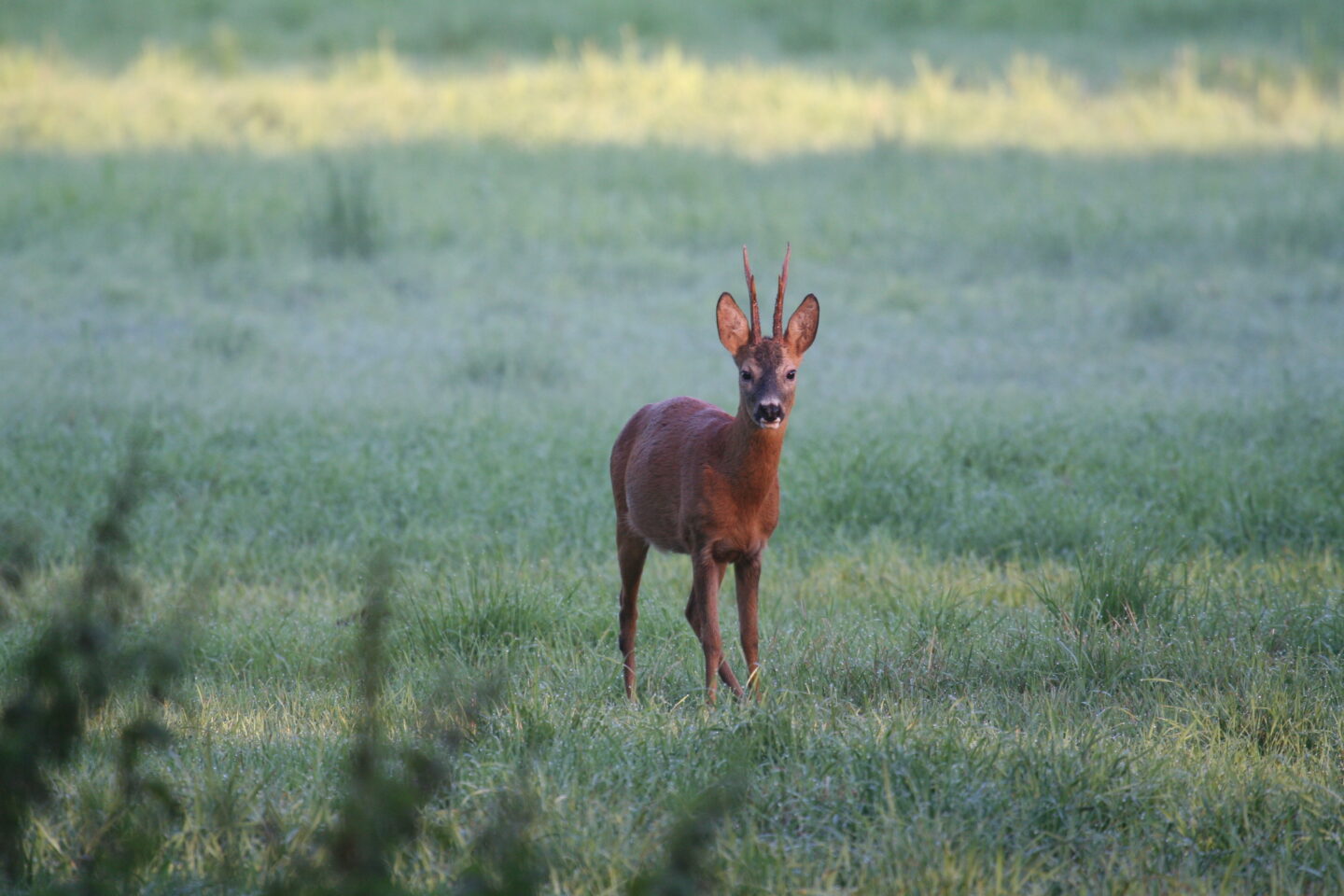 La faune crépusculaire et nocturne Épagny