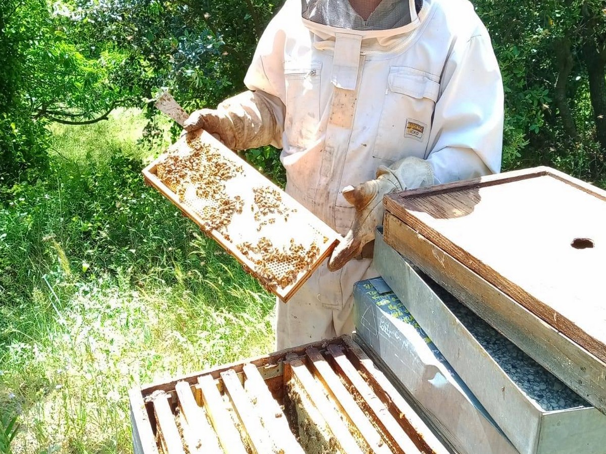LA MIELLERIE DE FERME EN FERME EN VAL DE DAGNE Caunettes-en-Val