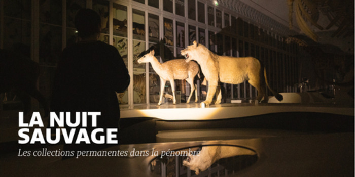 La nuit sauvage – Visite des collections permanentes dans la pénombre, Muséum d’Histoire naturelle, Bordeaux