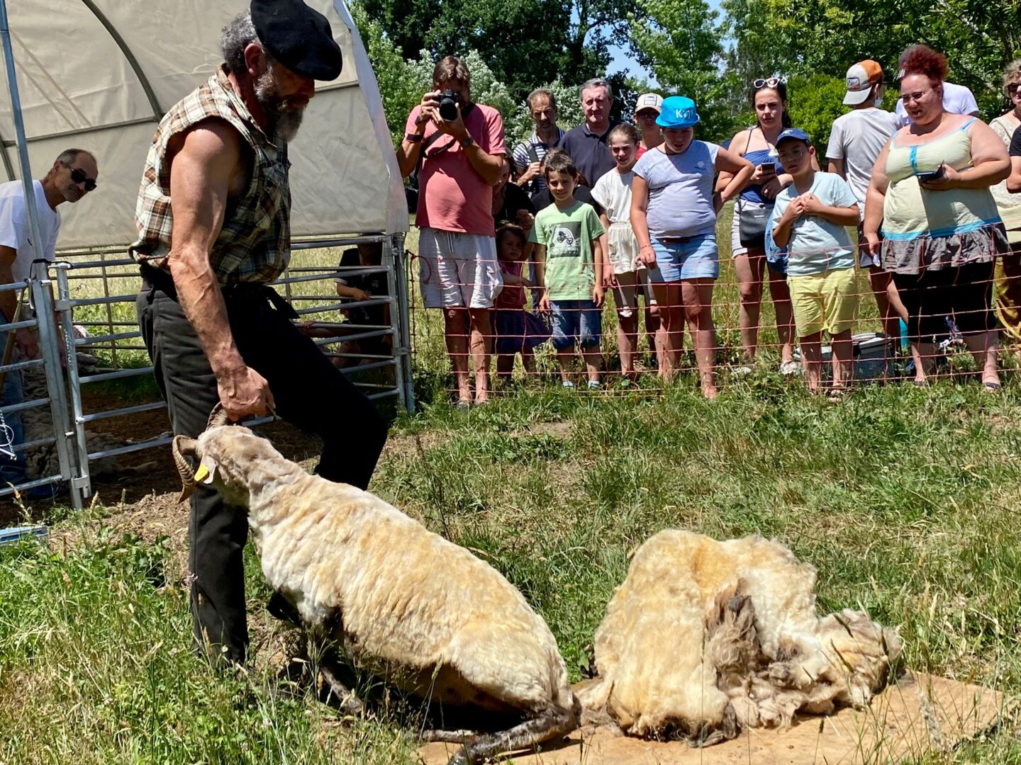 La tonte des moutons  Morcenx-la-Nouvelle