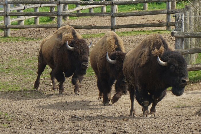 L'Archéologie et les animaux : bisons et chevaux Le Parc du Thot Thonac