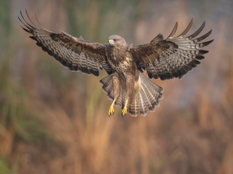 Le grand vol des rapaces Ferrière-Larçon
