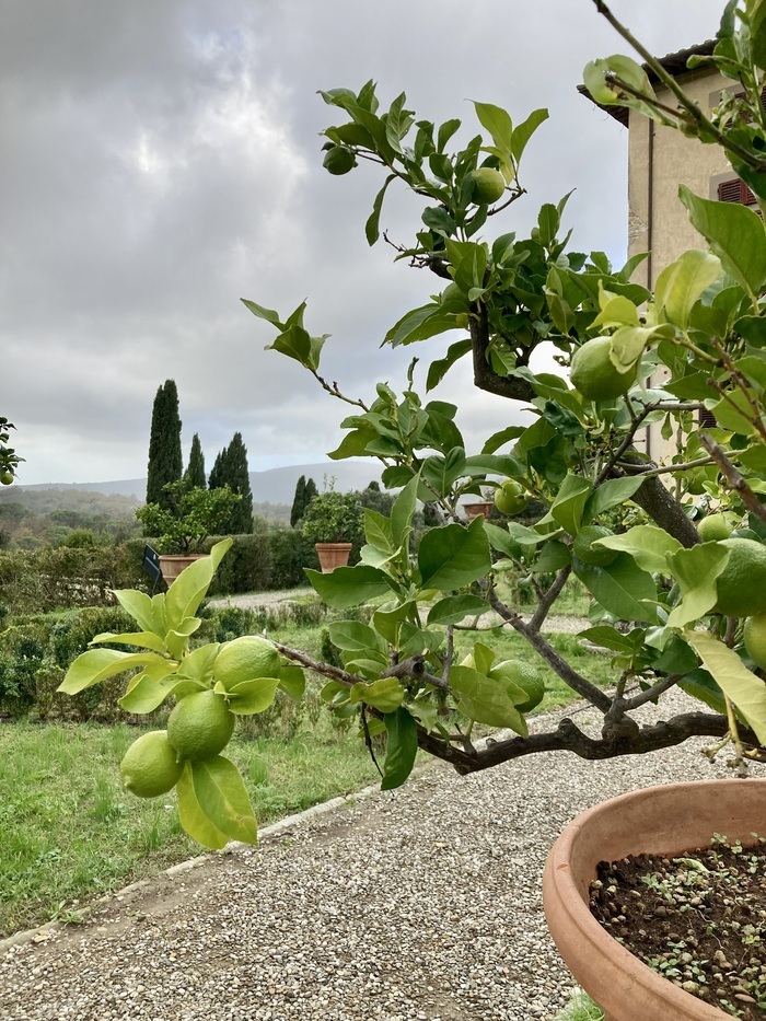 Le jardin historique, Villa Caruso Bellosguardo Lastra a Signa, Lastra a Signa