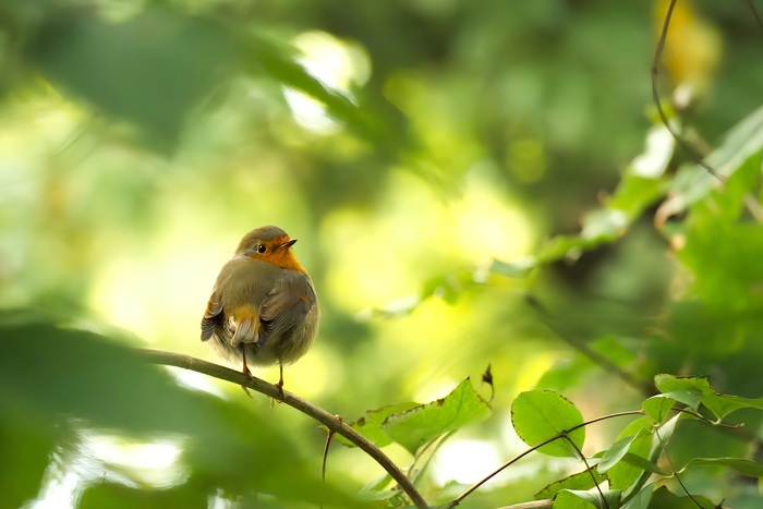 Le jardin vu par les animaux, Muséum d’Histoire Naturelle, Blois