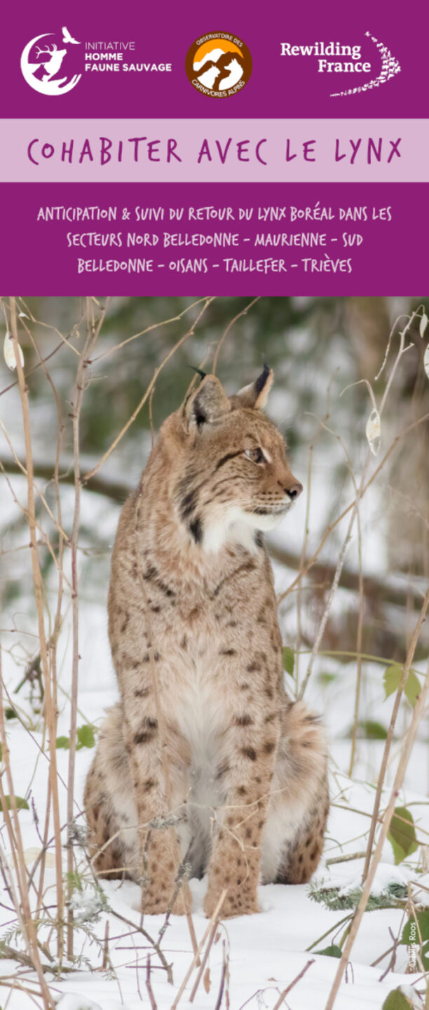 Le lynx boréal en Isère ?! Tréminis Tréminis