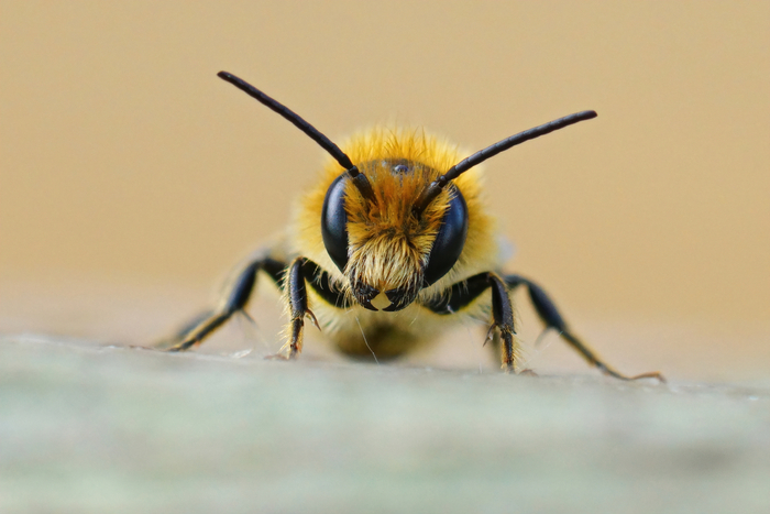 Les abeilles solitaires et la pollinisation, Théâtre de verdure de la Butte Pinson, à proximité des jardins partagés, Montmagny