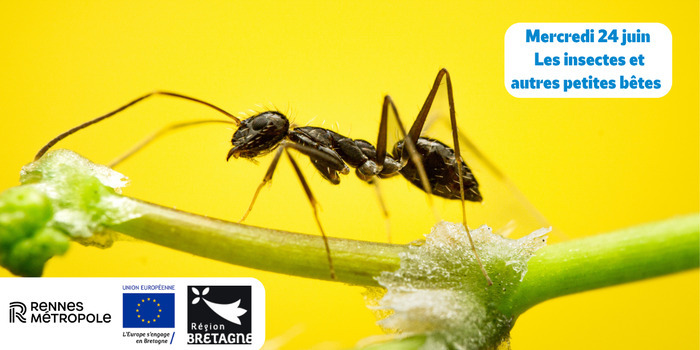 Les insectes et autres petites bêtes Prairies Saint-Martin Rennes