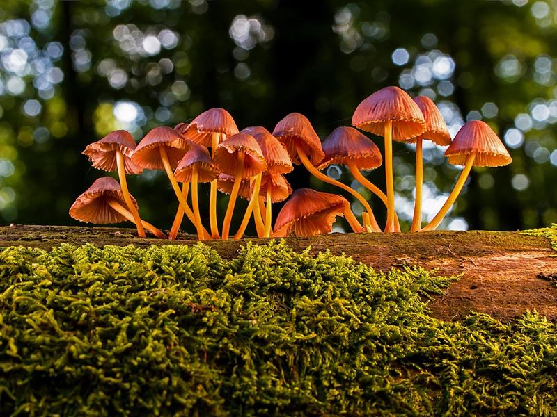 Les liens surprenants entre les champignons et les arbres  Wingen 2026-10-04