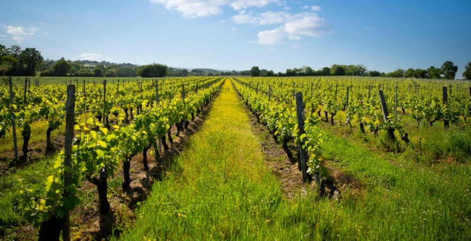 Les portes ouvertes de Montagne-Saint-Emilion 12 Route de Lussac Puisseguin 2026-05-23